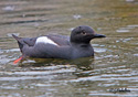 Cepphus columba